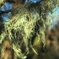 What are lichens?