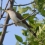 Cuckoo