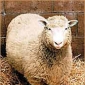 Dolly the sheep