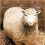 Dolly the sheep