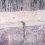 Peter Doig
