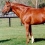 Secretariat