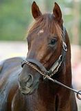 Smarty Jones