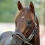 Smarty Jones