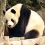 Tian Tian