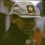 Tom Sneva