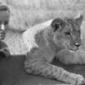 Virginia McKenna